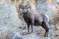 Bighorn Ram On The Rocks - Colorado Rocky Mountain Bighorn Sheep Royalty Free Stock Photo