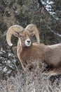 Bighorn Ram in Rut - Colorado Rocky Mountain Bighorn Sheep Royalty Free Stock Photo