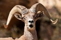 Bighorn Ram Sheep Royalty Free Stock Photo