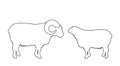 Bighorn ram and sheep couple line contour vector silhouette illustration isolated on white. Lamb meat.