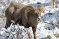 Bighorn Ram in the Snow - Colorado Rocky Mountain Bighorn Sheep Royalty Free Stock Photo