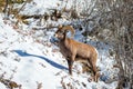 Bighorn Ram on a snow-covered Mountain Royalty Free Stock Photo