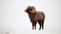 Bighorn Ram in the Snow Royalty Free Stock Photo