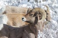 Bighorn Ram in the Snow - Colorado Rocky Mountain Bighorn Sheep Royalty Free Stock Photo