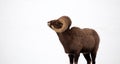 Bighorn Ram in the Snow - View of the Curl Royalty Free Stock Photo