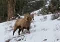 Bighorn ram on snowy slope