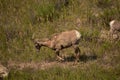 Bighorn Ram Strolling Through a Grass Valley Royalty Free Stock Photo