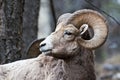 Bighorn Sheep Royalty Free Stock Photo