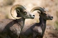 Bighorn Sheep