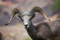 Bighorn Sheep Royalty Free Stock Photo