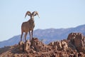 Bighorn Sheep