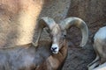 A Bighorn Sheep Royalty Free Stock Photo