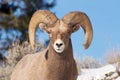 Bighorn Sheep Royalty Free Stock Photo