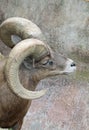 Bighorn Sheep Royalty Free Stock Photo