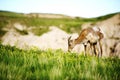 Bighorn Sheep Royalty Free Stock Photo