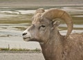 Bighorn Sheep #3