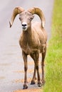 Bighorn Sheep Royalty Free Stock Photo