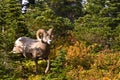 Bighorn Sheep Royalty Free Stock Photo