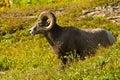 Bighorn Sheep Royalty Free Stock Photo
