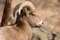 Bighorn Sheep Royalty Free Stock Photo