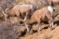 Bighorn Sheep Royalty Free Stock Photo