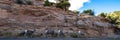 Bighorn Sheep beside a rocky cliff in Colorado National Monument Royalty Free Stock Photo