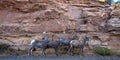 Four Bighorn Sheep beside a rocky cliff in Colorado National Monument Royalty Free Stock Photo