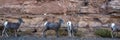 Four Bighorn Sheep beside a rocky cliff in Colorado National Monument Royalty Free Stock Photo