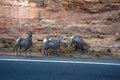 Four Bighorn Sheep graze beside a rocky cliff in Colorado National Monument Royalty Free Stock Photo