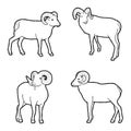 Bighorn Sheep Animal Vector Illustration Hand Drawn Cartoon Art