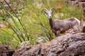 Bighorn Sheep in Arizona Canyon Royalty Free Stock Photo