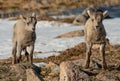 Bighorn Sheep Babies On an Alpine Mountain in Spring Royalty Free Stock Photo