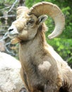 Bighorn sheep