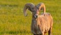 Bighorn Sheep Closes Eyes and Appears to Grin Royalty Free Stock Photo