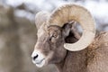 Bighorn Sheep Closeup Royalty Free Stock Photo