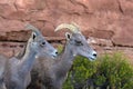 Two Bighorn Sheep beside a rocky cliff in Colorado National Monument Royalty Free Stock Photo