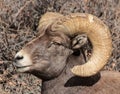 Bighorn Sheep in Colorado