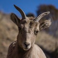 Bighorn Sheep in Colorado