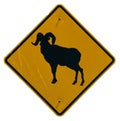 Bighorn Sheep Crossing Royalty Free Stock Photo