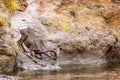 Bighorn Sheep Drinking From Lake in Summer