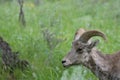 Bighorn Sheep Ewe Facing Left