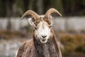 Bighorn sheep ewe making a funny face looking at the camera in southern Canada near Montana Royalty Free Stock Photo