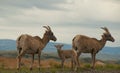 Bighorn sheep family Royalty Free Stock Photo