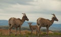 Bighorn sheep family