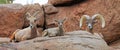 BigHorn Sheep Family