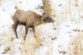 Bighorn Sheep feeding on grasses in snow