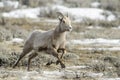 Bighorn Sheep female, running Royalty Free Stock Photo