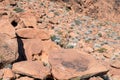 A Bighorn Sheep leaps beside a petroglyph rock