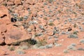 Bighorn Sheep move beside a petroglyph rock