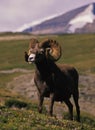 Bighorn Sheep Full Curl Ram